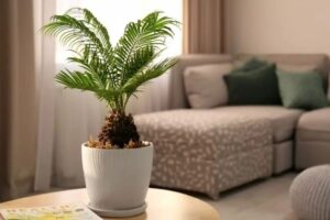 7 palmeras pequeñas de interior bonitas para tu salón